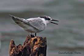 Attēlu rezultāti vaicājumam “Sterna sandvicensis”