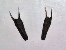 Attēlu rezultāti vaicājumam “Bidens frondosa fruit”