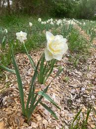 Attēlu rezultāti vaicājumam “Narcissus leaf”