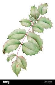 Attēlu rezultāti vaicājumam “Mahonia aquifolium bud”