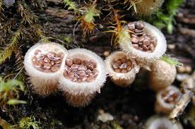 Attēlu rezultāti vaicājumam “Dianema nivale spores”