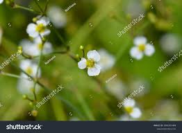 Attēlu rezultāti vaicājumam “Alisma lanceolatum”