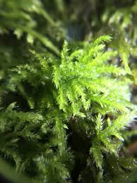 Attēlu rezultāti vaicājumam “Brachythecium salebrosum sporophyte”
