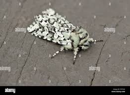 Attēlu rezultāti vaicājumam “Griposia aprilina”