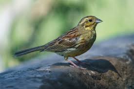 Image result for Emberiza cirlus