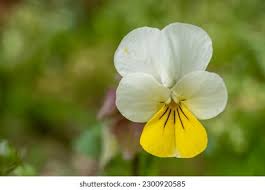 Attēlu rezultāti vaicājumam “Viola arvensis flower”