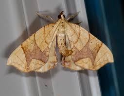 Attēlu rezultāti vaicājumam “Eulithis populata”