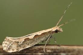 Attēlu rezultāti vaicājumam “Ypsolophidae”