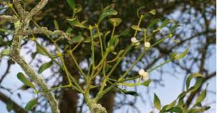 Attēlu rezultāti vaicājumam “Santalaceae”