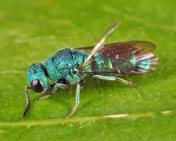 Attēlu rezultāti vaicājumam “Chrysididae”