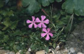 Image result for Silene schafta