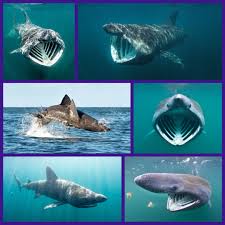 Image result for Cetorhinus maximus