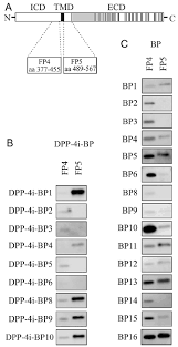 Attēlu rezultāti vaicājumam “Pemphigus borealis”