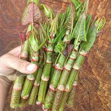 Attēlu rezultāti vaicājumam “Reynoutria japonica”