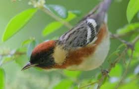 Image result for Dendroica castanea