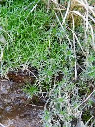 Attēlu rezultāti vaicājumam “Sagina procumbens leaf”