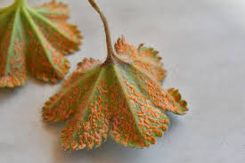 Attēlu rezultāti vaicājumam “Trachyspora intrusa”