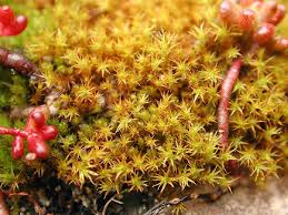 Attēlu rezultāti vaicājumam “Didymodon rigidulus”