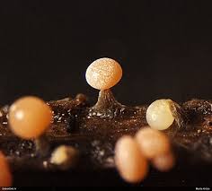 Attēlu rezultāti vaicājumam “Physarum notabile”