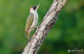 Attēlu rezultāti vaicājumam “Picus viridis”