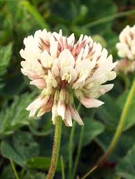 Attēlu rezultāti vaicājumam “Trifolium fragiferum flower”