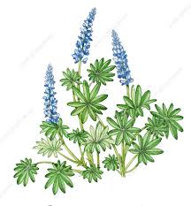 Attēlu rezultāti vaicājumam “Lupinus polyphyllus”