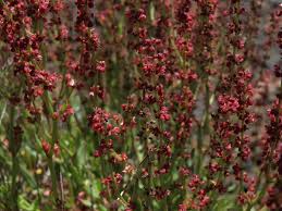 Attēlu rezultāti vaicājumam “Rumex acetosella flower”