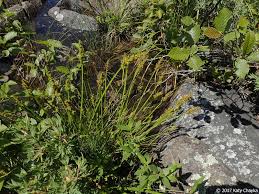 Attēlu rezultāti vaicājumam “Comatricha meandrispora stalked”