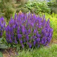 Image result for Salvia nemorosa