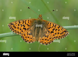 Attēlu rezultāti vaicājumam “Boloria aquilonaris”