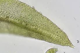 Attēlu rezultāti vaicājumam “Zygodon rupestris”