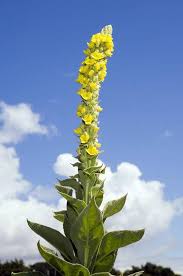 Attēlu rezultāti vaicājumam “Verbascum thapsus”