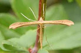 Attēlu rezultāti vaicājumam “Stenoptilia pterodactyla”