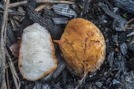 Attēlu rezultāti vaicājumam “Rhizopogon luteolus”