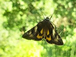 Attēlu rezultāti vaicājumam “Catocala fulminea”