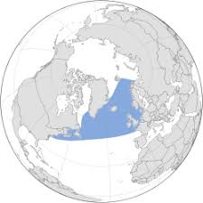 Image result for Leucopleurus acutus