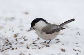Attēlu rezultāti vaicājumam “Poecile montanus”