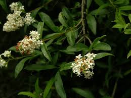 Attēlu rezultāti vaicājumam “Ligustrum vulgare”