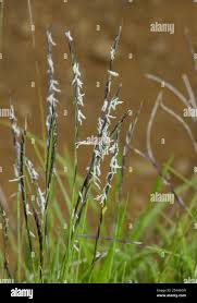 Attēlu rezultāti vaicājumam “Nardus stricta”