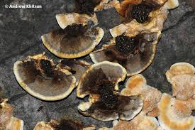 Attēlu rezultāti vaicājumam “Inonotus radiatus”