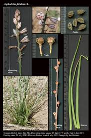 Image result for Asphodelus fistulosus