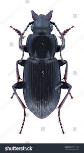 Attēlu rezultāti vaicājumam “Pterostichus oblongopunctatus”