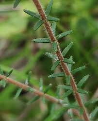Attēlu rezultāti vaicājumam “Erica tetralix leaf”