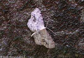 Attēlu rezultāti vaicājumam “Idaea dimidiata”