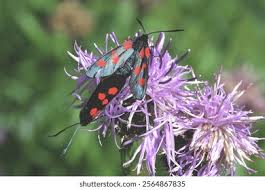 Attēlu rezultāti vaicājumam “Zygaena viciae”