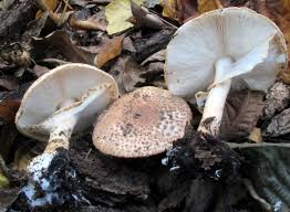 Attēlu rezultāti vaicājumam “Lepiota aspera”