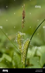 Attēlu rezultāti vaicājumam “Carex vesicaria”