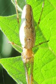 Attēlu rezultāti vaicājumam “Tetragnatha montana”