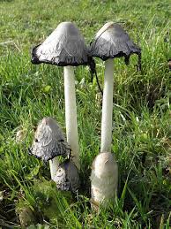 Attēlu rezultāti vaicājumam “Coprinus comatus”
