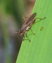 Attēlu rezultāti vaicājumam “Sciomyzidae”